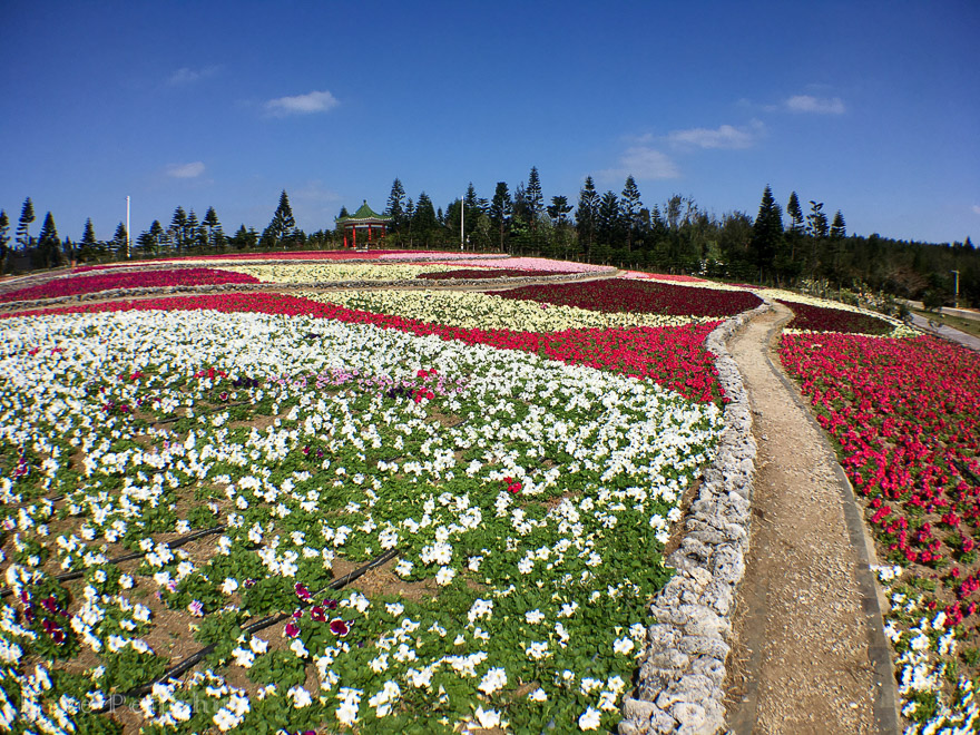 天人湖遊憩區で、澎湖（ポンフー）随一のお花畑を見に行こう！