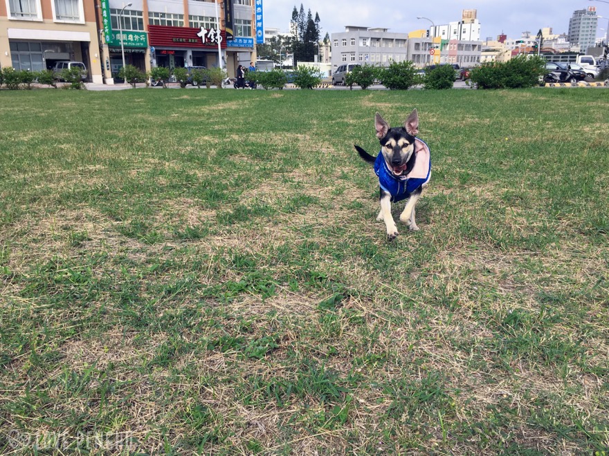 澎湖（ポンフー）で引き取った愛犬「たぷり」と台湾の保健所事情