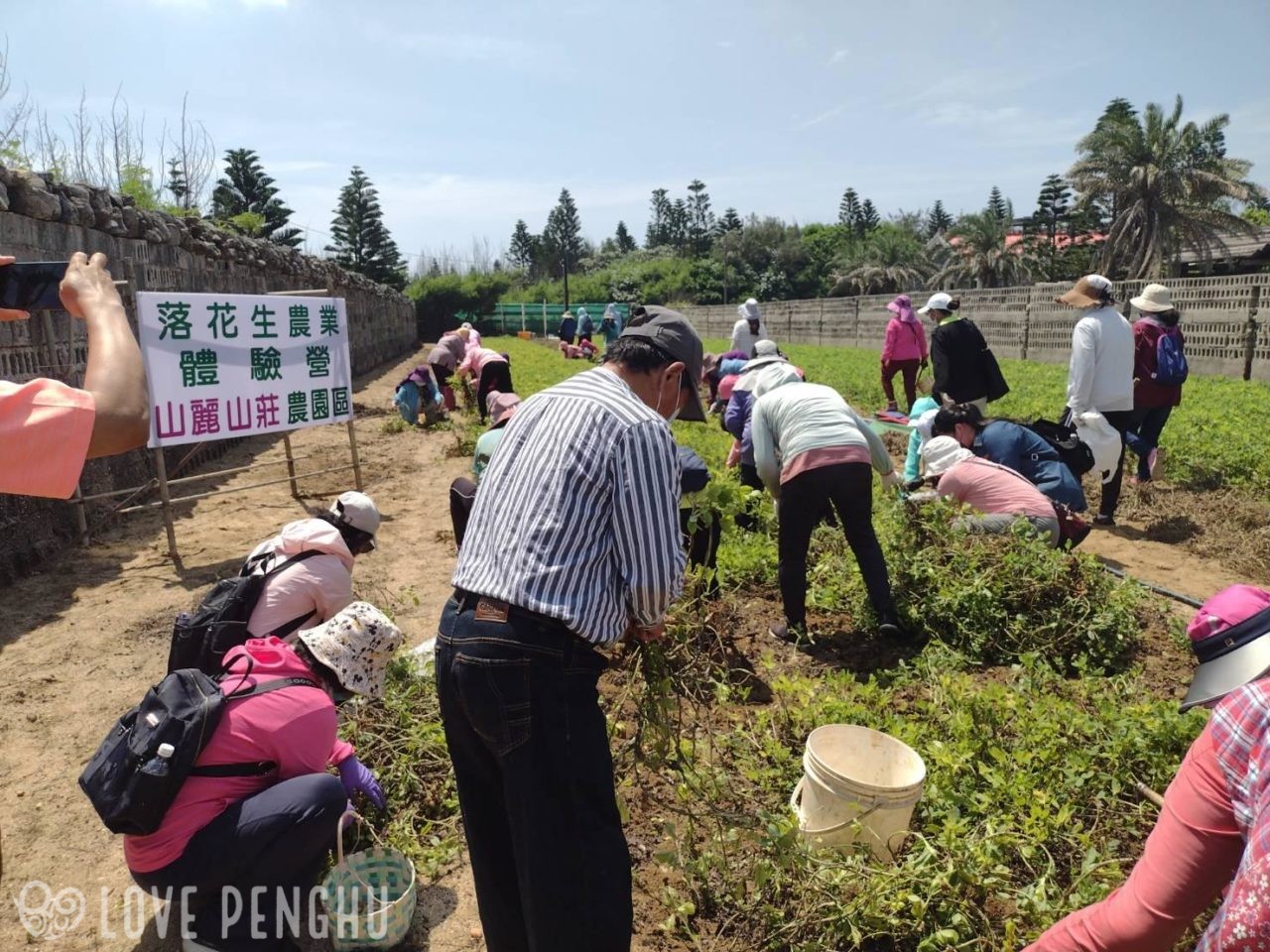 澎湖県農協が、早どり落花生の収穫体験を実施